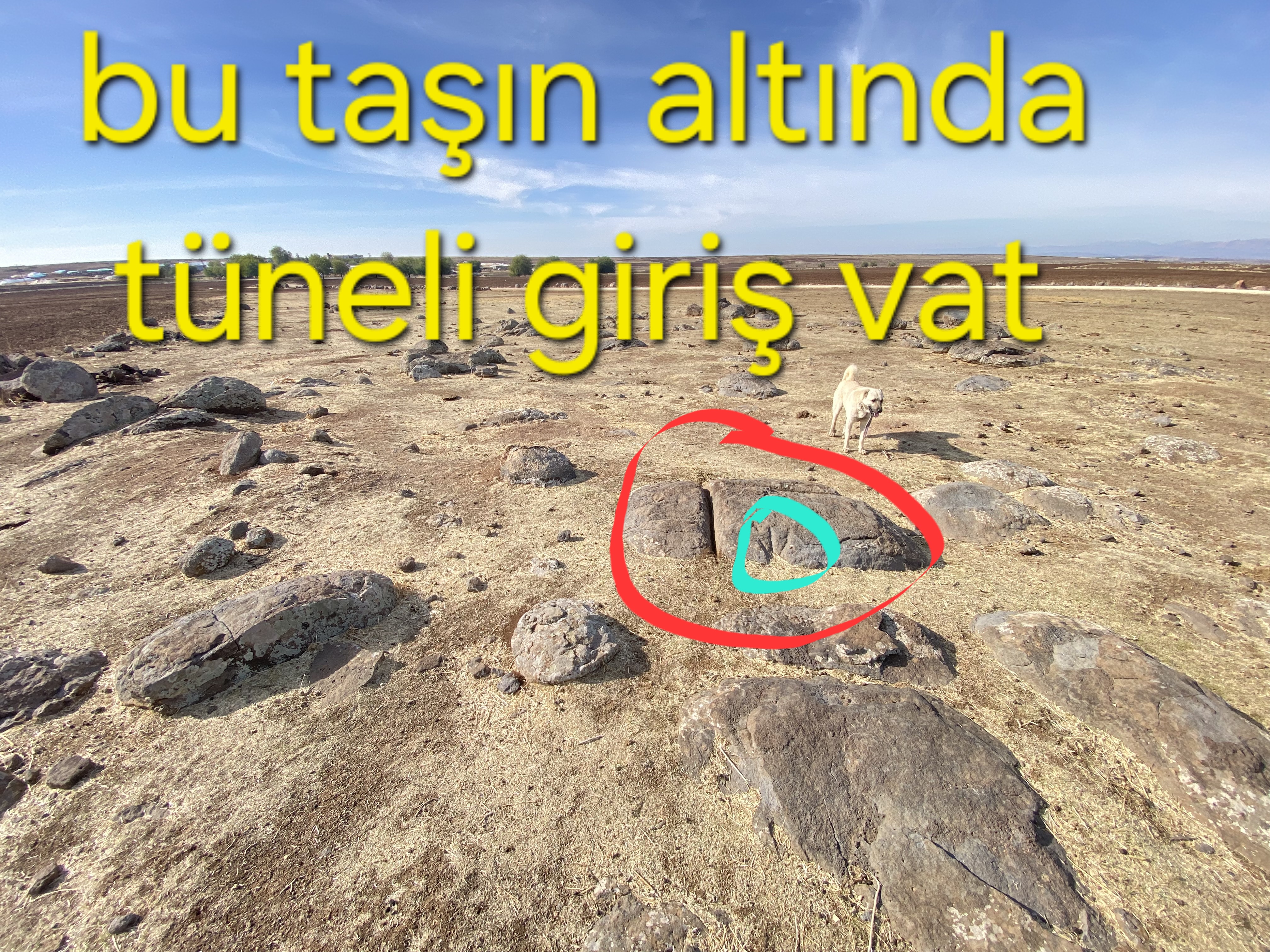 11466.jpg