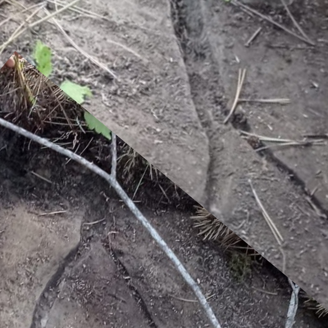 Screenshot_20221108-063006_InCollage - Collage Maker.jpg