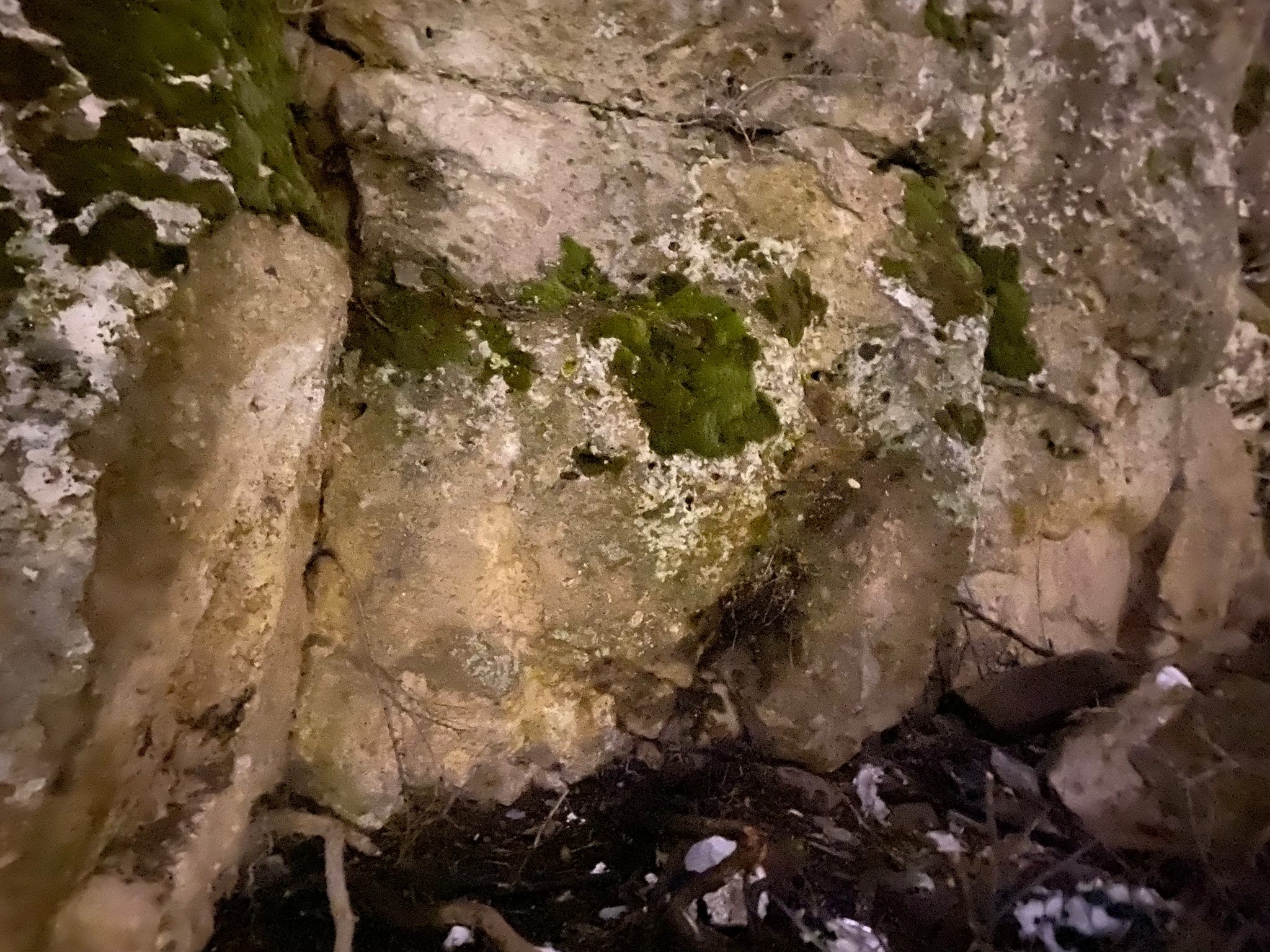 WhatsApp Image 2022-12-22 at 14.06.38.jpeg