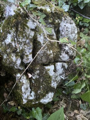 IMG_4519.jpeg