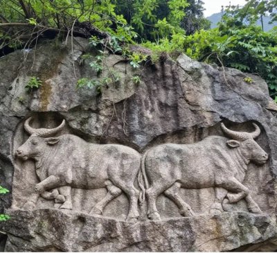 Kic kica iki okuz.jpg