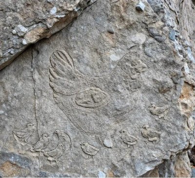 Tavuk ve civcivler2.jpg