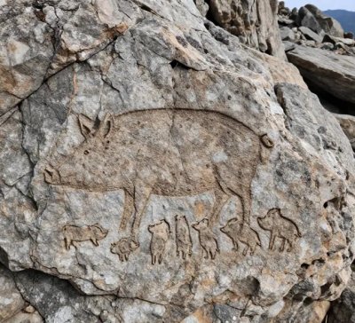 Domuz ve yavrulari.jpg