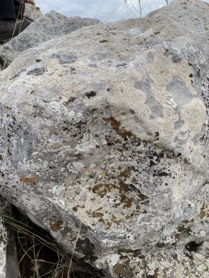 IMG_6334.jpeg