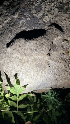 IMG_3166.jpeg