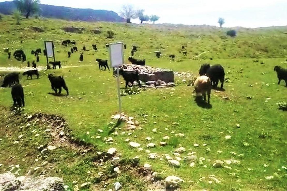 Antik kentte koyunlar otluyor
